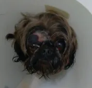 Imagem ilustrativa da imagem Jovem é indiciado por queimar e torturar cachorro em pet shop