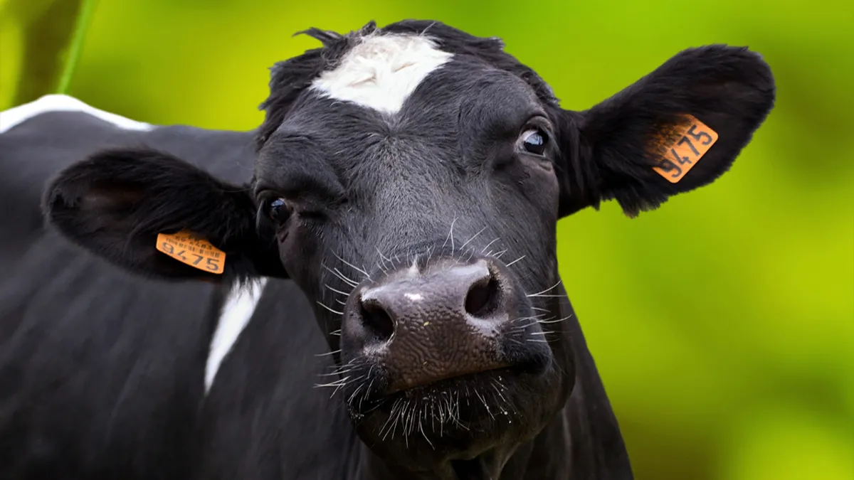 O animal detectado com vaca louca era um touro de 9 anos criado em pasto, ele foi abatido, incinerado e a propriedade isolada. Foto/Reprodução: Public Domain