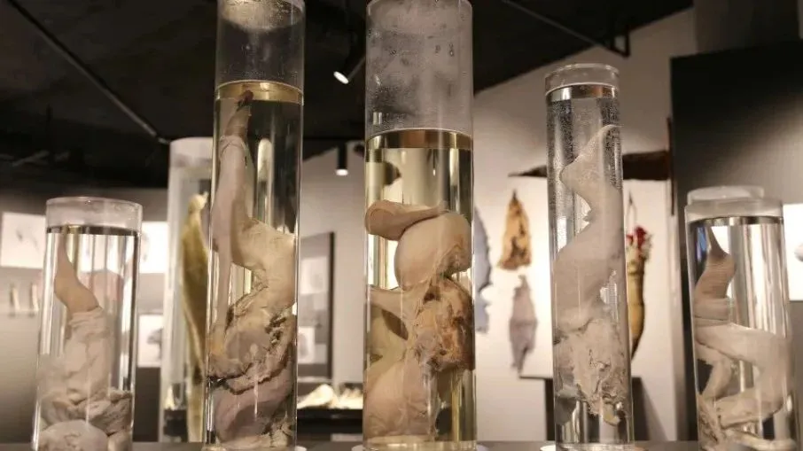 Museu do Pênis na Islândia apresenta coleção de mais de 600 órgãos genitais masculinos.
