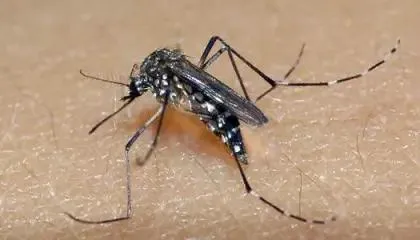 Aedes aegypti, mosquito que transmite dengue, Zika e chikungunya.