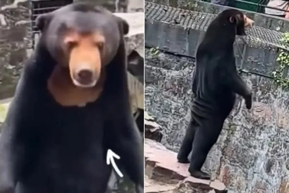 Imagem ilustrativa da imagem Zoológico chinês atrai multidões com ursa que parece ser humano