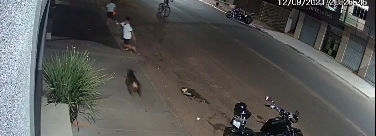 Imagem ilustrativa da imagem Pit Bull ataca criança que brincava na rua