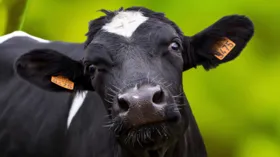 Imagem ilustrativa da imagem Países suspendem importação de carne do Brasil após caso de vaca louca