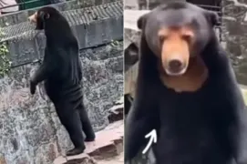 Imagem ilustrativa da imagem Zoológico chinês nega que seja humano fantasiado de urso em vídeo