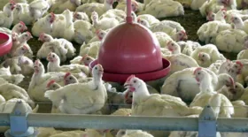 Imagem ilustrativa da imagem Surto de gripe aviária na África do Sul leva ao abate de cerca de 7,5 milhões de aves