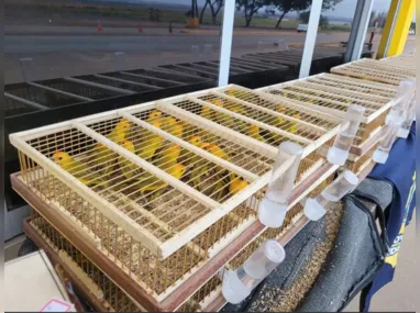 Imagem ilustrativa da imagem Clínica veterinária sacrifica 320 aves para evitar disseminação do vírus da gripe aviária