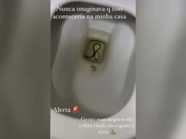 Imagem ilustrativa da imagem Mulher encontra cobra dentro de vaso sanitário