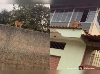 Imagem ilustrativa da imagem Cadela viraliza nas redes sociais após caminhar em cima de telhados e muros