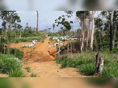 Imagem ilustrativa da imagem Incêndio destrói casa de extrativista após denunciar extração ilegal de madeira