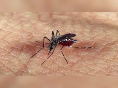 Imagem ilustrativa da imagem Repelente que combate dengue e febre maculosa avança nos testes