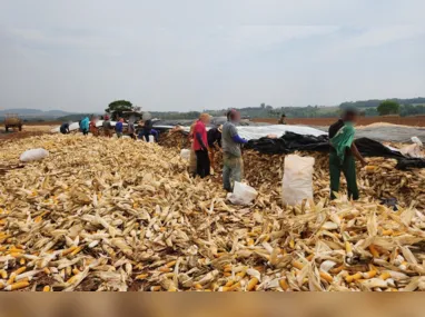 Imagem ilustrativa da imagem Resgate de 49 operários em plantação de milho revela condições precárias