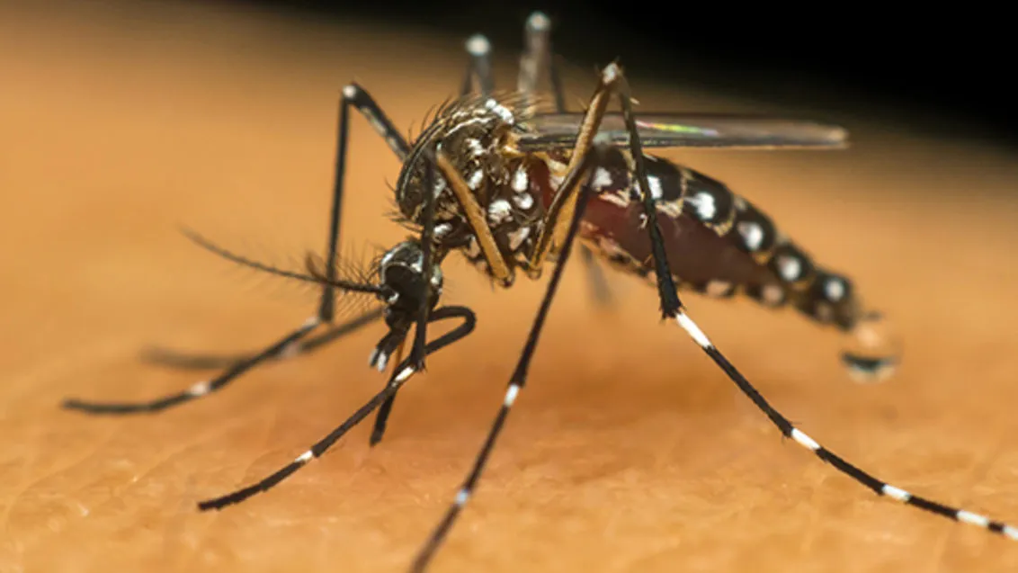 Imagem ilustrativa da imagem Epidemia de dengue 2024: Brasil enfrenta aumento de casos e risco de surto