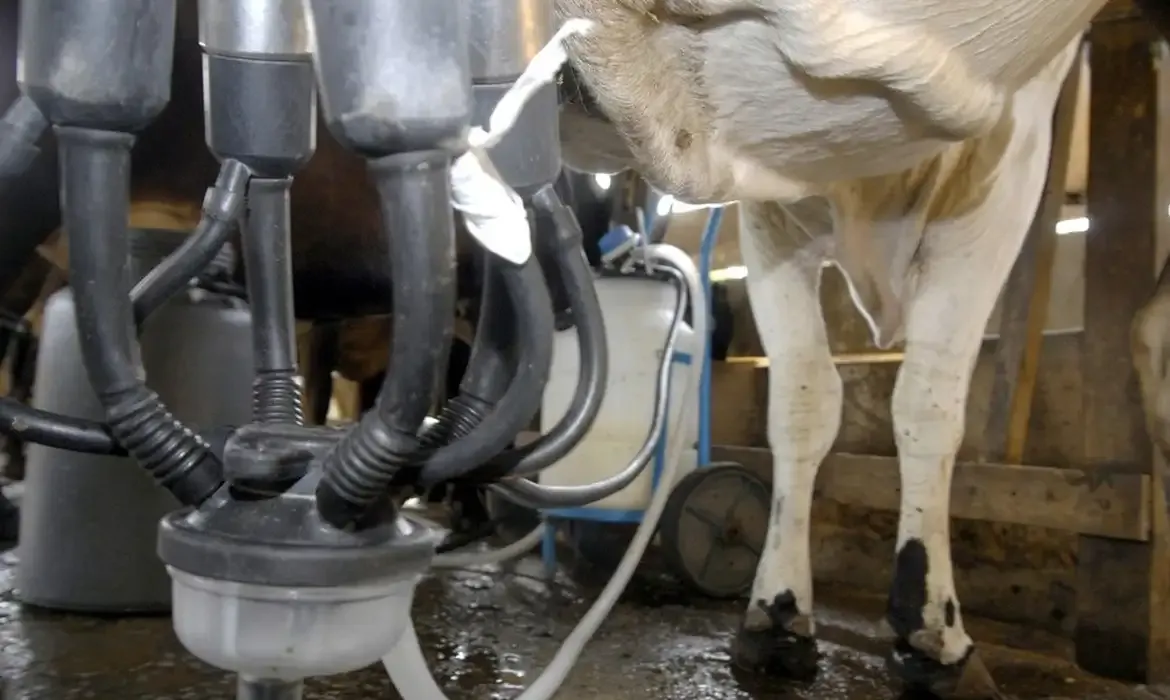 Produtores afirmam que importação de leite causa prejuízos às atividades em Goiás