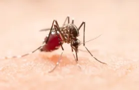 Imagem ilustrativa da imagem Alerta: Epidemia de dengue em 2024