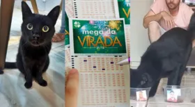 Imagem ilustrativa da imagem Conhecido por cravar resultados de futebol, 'gato vidente' prevê números da Mega da Virada; veja