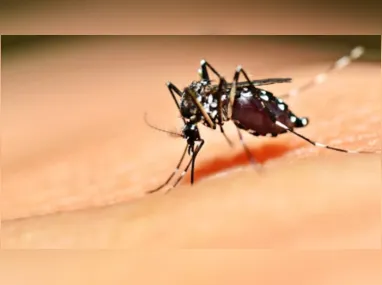 Imagem ilustrativa da imagem Bebê com cinco dias de vida contrai dengue e vai para UTI