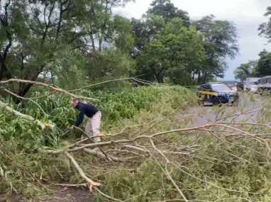 Imagem ilustrativa da imagem Chuvas intensas e fortes rajadas de vento derrubam árvores em rodovias federais
