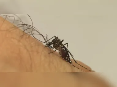 Imagem ilustrativa da imagem Casos de dengue registrados no início de 2024 é o maior da história