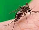 Brasil tem recorde de casos de Dengue em 2024