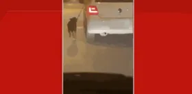Imagem ilustrativa da imagem Motorista flagra cachorro sendo puxado por veículo em movimento