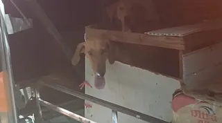 Cachorros vítimas de maus-tratos são resgatados em ônibus