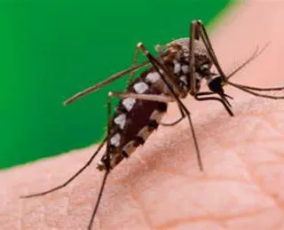 Brasil tem recorde de casos de Dengue em 2024