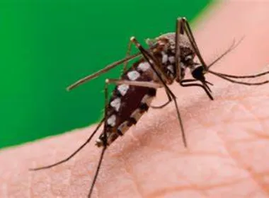 Imagem ilustrativa da imagem Brasil tem recorde de casos de Dengue em 2024