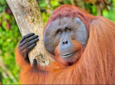 Imagem ilustrativa da imagem Primeira vez que cientistas veem orangotango usando planta medicinal
