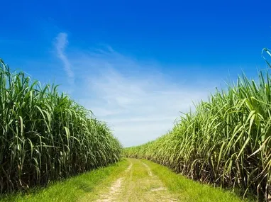 Imagem ilustrativa da imagem Clima afeta produção de cana-de-açúcar e operação das usinas na região Centro-Sul