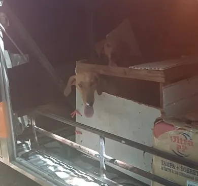Cachorros vítimas de maus-tratos são resgatados em ônibus