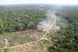 Imagem ilustrativa da imagem Desmatamento: País tem maior alta de emissão de gases de efeito estufa em 19 anos