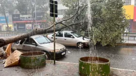 Imagem ilustrativa da imagem Temporal derrubou mais de 70 árvores em Goiânia, aponta Comurg