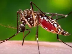 Imagem ilustrativa da imagem Brasil se aproxima de bater recorde anual de mortes por dengue