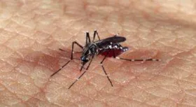 Imagem ilustrativa da imagem Brasil registra recorde de mortes por dengue em 2022