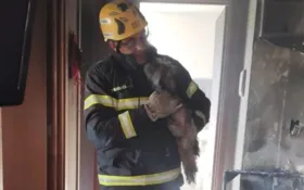 Imagem ilustrativa da imagem Bombeiros resgatam cadela de apartamento em chamas