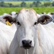 Imagem ilustrativa da imagem Governo confirma caso de 'vaca louca' no Pará