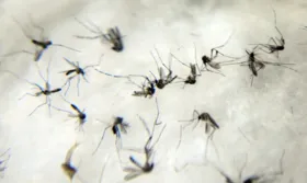 Imagem ilustrativa da imagem Mais de 4,4 mil casos de dengue são registrados em Goiânia somente em 2023