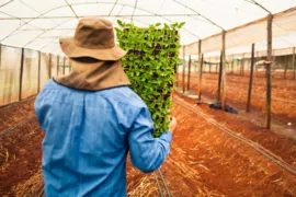 Imagem ilustrativa da imagem Goiás é segundo no Brasil na geração de empregos no agro