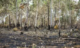 Imagem ilustrativa da imagem Cerrado tem maior desmatamento em abril na história, segundo Inpe