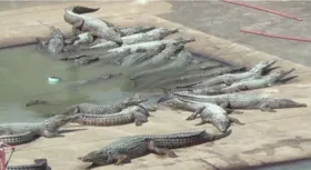 Imagem ilustrativa da imagem Idoso é devorado por 40 crocodilos ao cair em criadouro