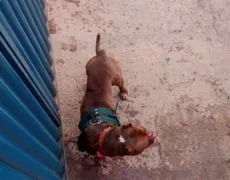 Imagem ilustrativa da imagem Dono de pit bull é atacado pelo próprio cachorro, em Anápolis