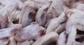 Imagem ilustrativa da imagem Gripe aviária: Agricultura confirma mais um caso em ave silvestre