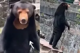Imagem ilustrativa da imagem Zoológico chinês atrai multidões com ursa que parece ser humano