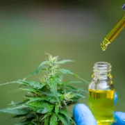 Imagem ilustrativa da imagem Iquego fornece produto a base de Cannabis Medicinal para o Amapá