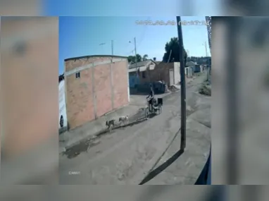 Imagem ilustrativa da imagem Pitbulls estavam soltos na rua antes de atacar mulher; vídeo