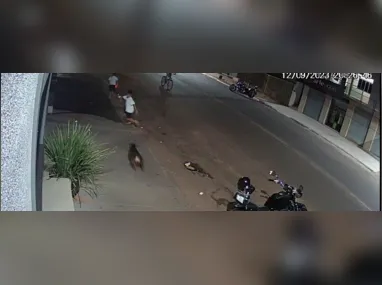 Imagem ilustrativa da imagem Pit Bull ataca criança que brincava na rua
