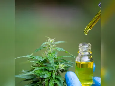 Imagem ilustrativa da imagem Iquego fornece produto a base de Cannabis Medicinal para o Amapá