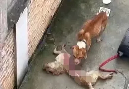 Imagem ilustrativa da imagem Cachorros se alimentam de cão morto após serem abandonados