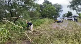 Imagem ilustrativa da imagem Chuvas intensas e fortes rajadas de vento derrubam árvores em rodovias federais