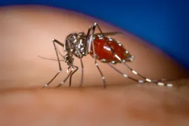 Imagem ilustrativa da imagem Entenda por que hemorragia não é o principal sintoma da dengue grave